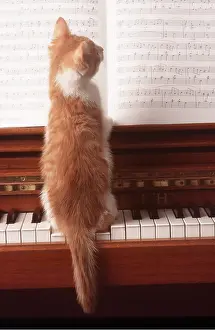 Ginger: CAT - Kitten on piano