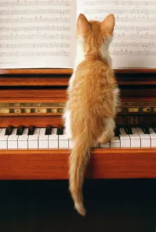 Piano: Cat - kitten on piano