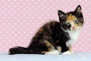 Worried: Cat - Kitten on pink background