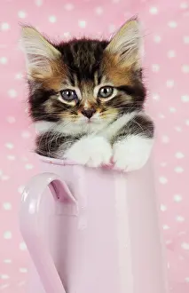 Jugs: Cat. Kitten in pink jug