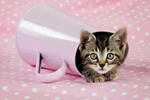 Worried: Cat. Kitten in pink jug