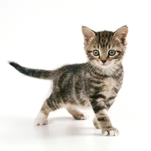 Playful: CAT - Kitten in playful mood