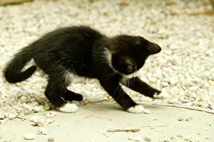 Pouncing: Cat - Kitten playing