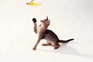 Toys: CAT - KITTEN PLAYING