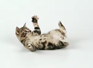 Submission: Cat - Kitten playing on back, 55 days old