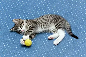Carpets: Cat - kitten playing with ball on living room carpet