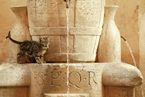 Fountains: Cat - Kitten playing in drinking fountains