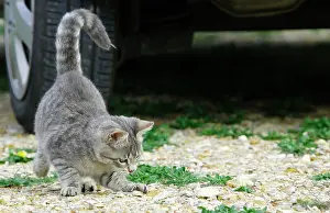 Driveway: Cat - Kitten playing on driveway