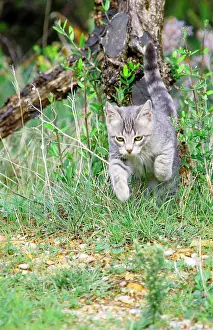 Pouncing: Cat - Kitten playing in garden