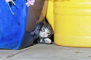 Squeezing: Cat - kitten playing between garden utensils
