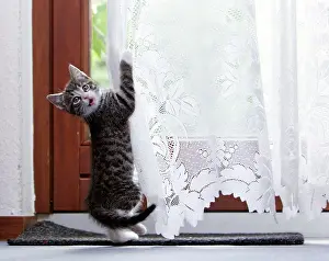 Curtains: Cat - kitten playing with living room curtains