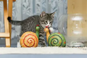 Ceramic: Cat - kitten playing with ornaments in living room