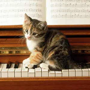 Naughty: Cat - kitten playing on piano