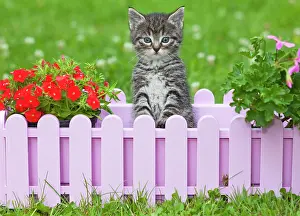 Holder: Cat - kitten playing in plant pot holder - on lawn