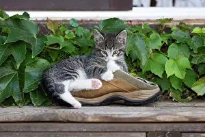 Shoes: Cat - kitten playing with shoe in garden