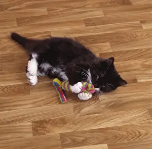 Biting: CAT - Kitten, playing with toy