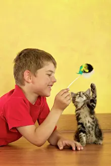 Teasing: Cat - kitten playing with toy held by boy