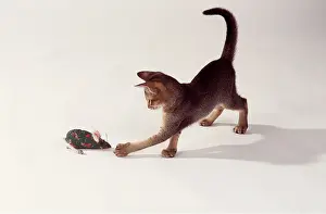Toys: CAT - KITTEN PLAYING TOY MOUSE