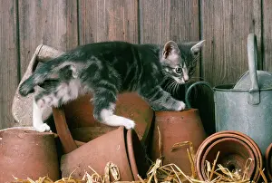 Potting: CAT - Kitten in a potting shed