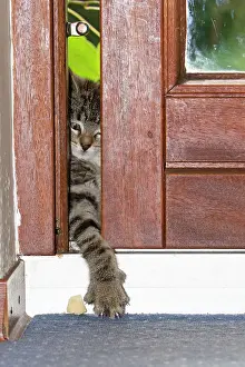 Doorway: Cat - kitten reaching through gap in door with