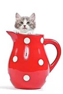 Jugs: Cat - kitten in red jug