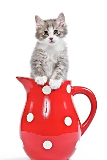 Jugs: Cat - kitten in red jug