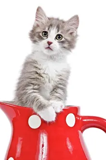 Jugs: Cat - kitten in red jug