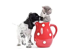 Jugs: Cat - kitten in red jug with English Cocker Spaniel