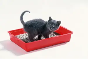 Training: CAT - KITTEN - ON RED LITTER TRAY