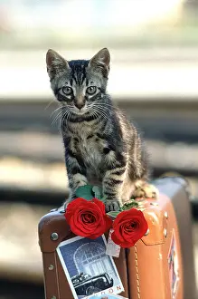 Frederic Rolland: CAT - kitten with red roses on luggage