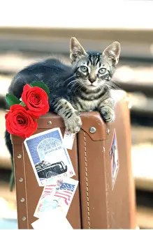 Frederic Rolland: CAT - Kitten with red roses, on luggage