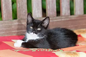 Benches: Cat - kitten resting on garden bench