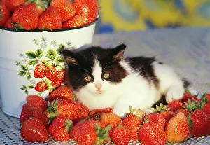 Strawberries: CAT - Kitten resting with strawberries