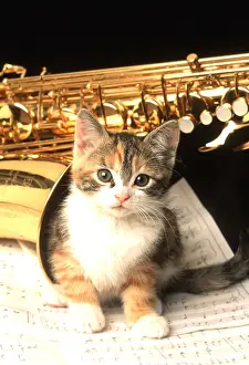 Music: CAT - Kitten in saxophone on music