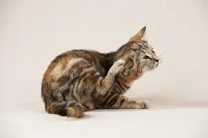 Scratch: CAT - Kitten scratching itself