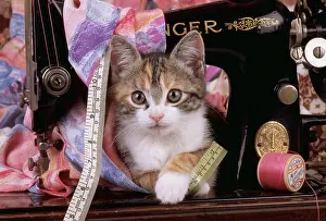 Sewing: Cat - Kitten with sewing machine