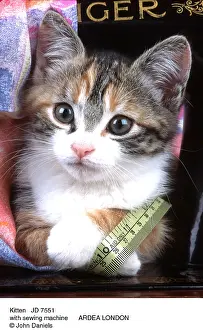 Sewing: CAT - Kitten with sewing machine