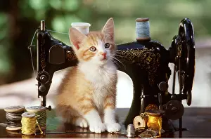 Frederic Rolland: CAT - Kitten next to sewing machine