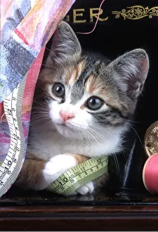 Naughty: CAT - Kitten with sewing machine and tape