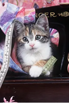 Naughty: Cat - Kitten with sewing machine and tape measure