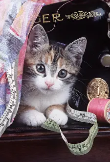 Naughty: Cat - Kitten with sewing machine and tape measure