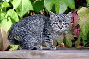 Doorstep: CAT, Kitten - sitting on doorstep. Side view