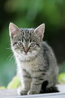Doorstep: CAT, kitten - sitting on doorstep, waiting to be fed