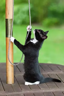 Sunshade: Cat - kitten sitting on garden table playing with