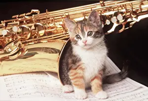 Music: CAT - Kitten sitting on music with Saxophone