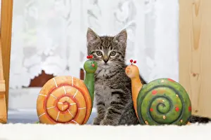 Ceramic: Cat - kitten sitting between ornaments in living room