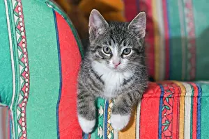 Sofas: Cat - kitten sitting on sofa