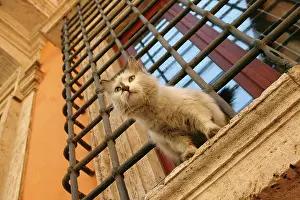 Moustache: Cat - Kitten sitting on window ledge