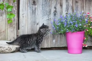 Sniff: Cat - kitten sniffing at flowers outdoors