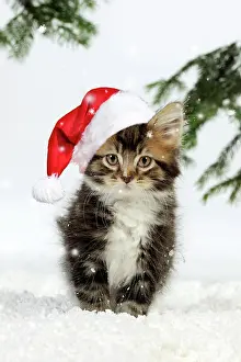 250521: CAT. Kitten in snow weairing a red Christmas Santa hat